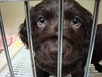 Baby Boykin Spaniel waiting for his ride home to Michigan