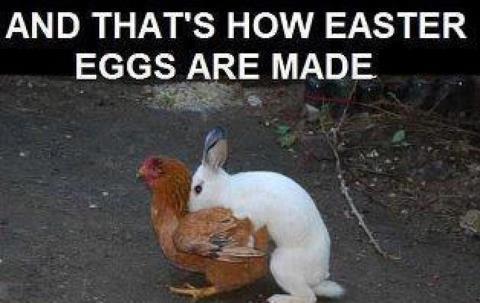 Name:  easter eggs.jpg
Views: 385
Size:  25.7 KB