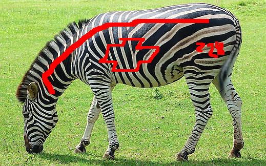 Name:  zebra01.JPG
Views: 347
Size:  61.6 KB