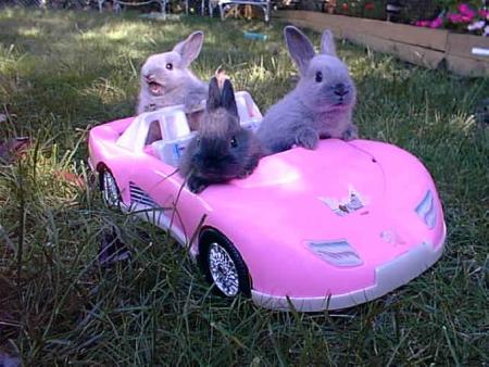 Name:  bunnies_driving.jpg
Views: 382
Size:  33.5 KB