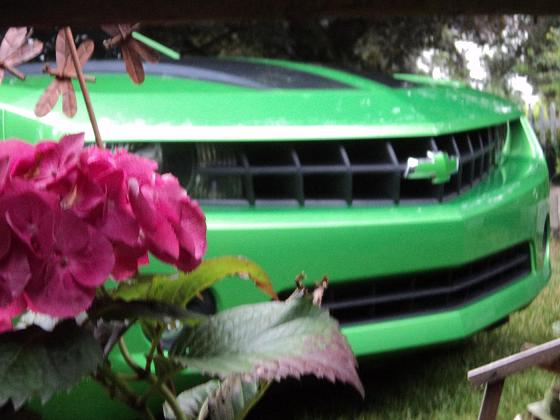 Name:  flower.jpg
Views: 367
Size:  54.6 KB