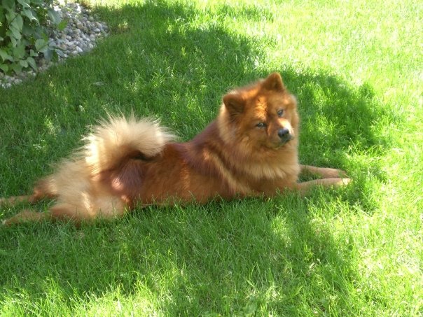 Name:  maika1.jpg
Views: 691
Size:  92.1 KB