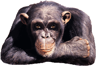 Name:  monkey5.gif
Views: 19451
Size:  89.0 KB
