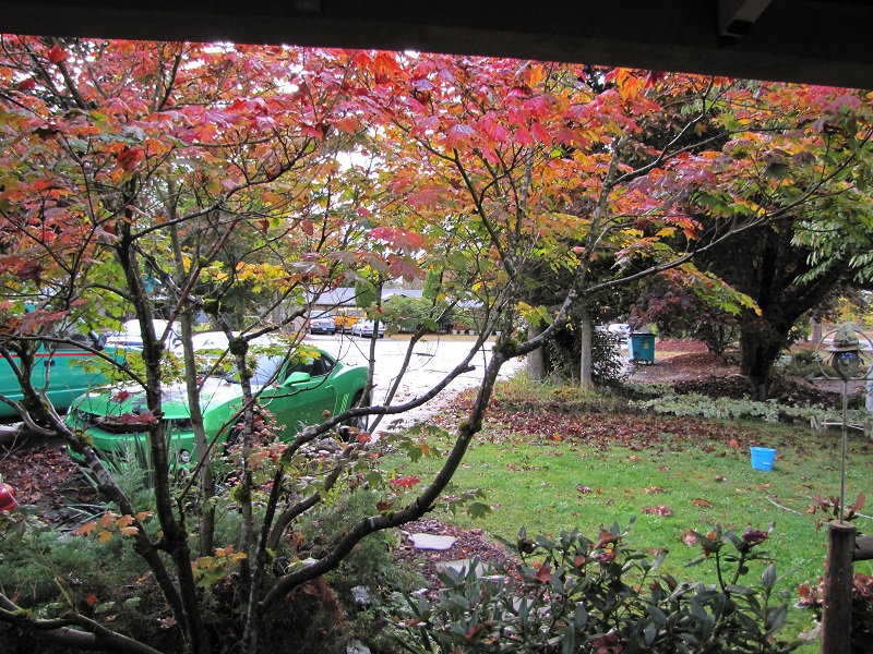 Name:  Fall 12.jpg
Views: 3961
Size:  339.6 KB