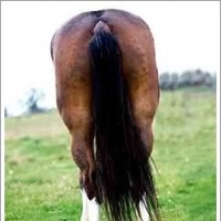 Name:  horsesass.jpg
Views: 561
Size:  11.5 KB