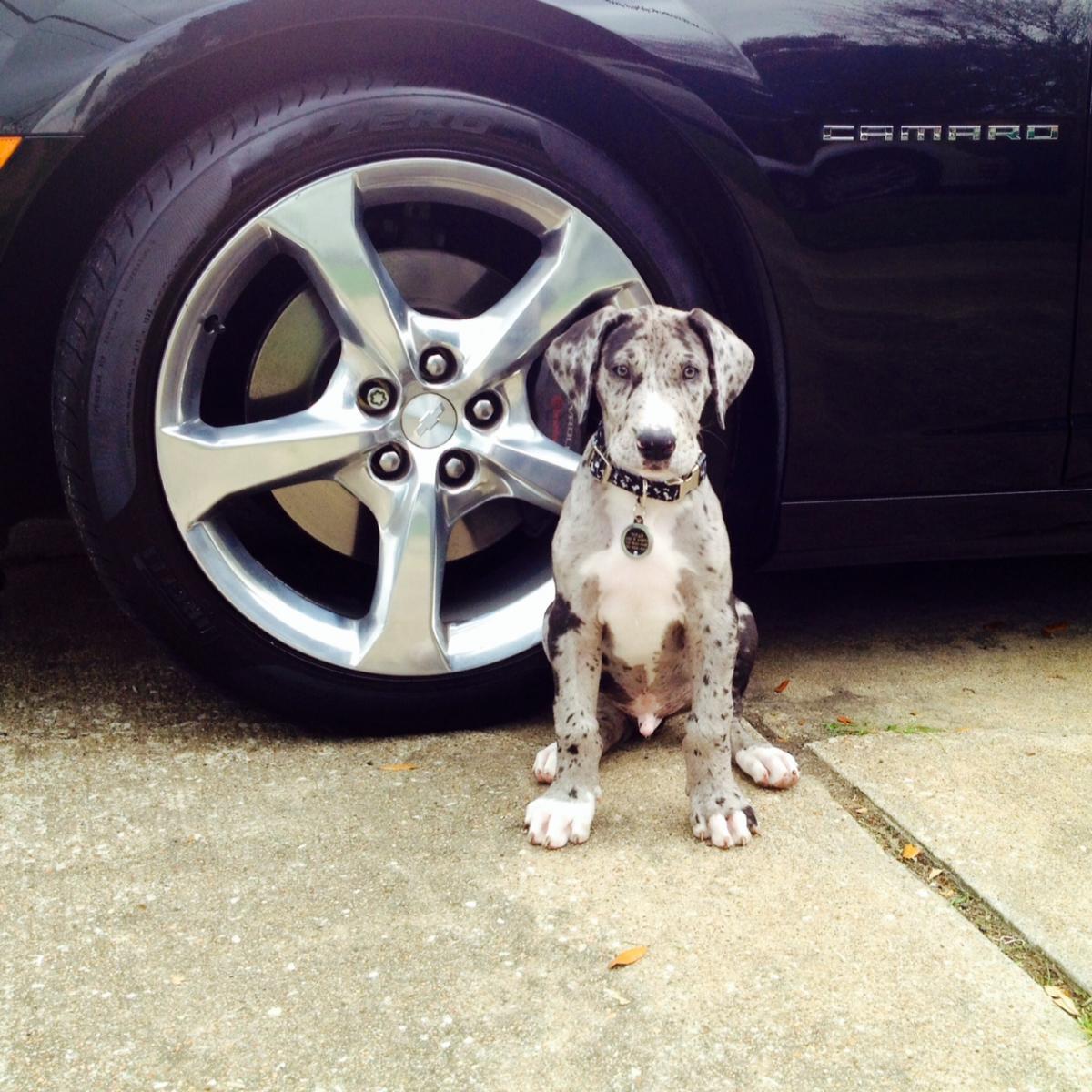 Name:  titan and Ciaran 2.jpg
Views: 2371
Size:  187.1 KB