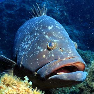 Name:  4266_dusky-grouper-in-corvo-island-voluntary-marine-protected-area.jpg
Views: 487
Size:  29.5 KB