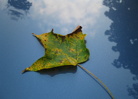 Name:  leaf.png
Views: 1303
Size:  384.4 KB