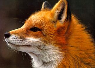 Name:  fox_hunt_logo.jpg
Views: 992
Size:  13.4 KB