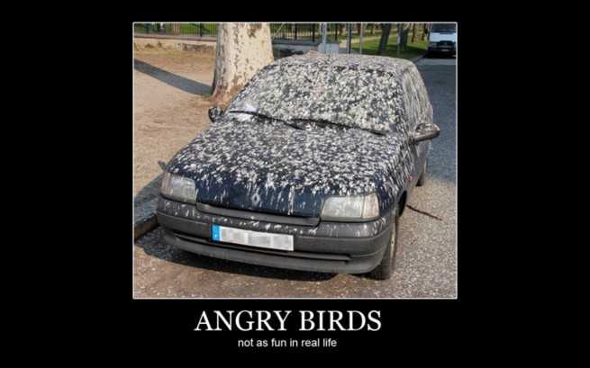 Name:  Angry-Birds-Car-Meme-655x409.jpg
Views: 782
Size:  54.5 KB