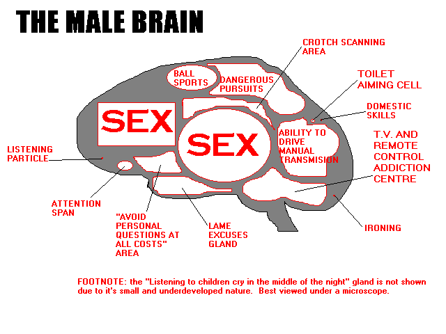 Name:  male brain.gif
Views: 209
Size:  9.9 KB