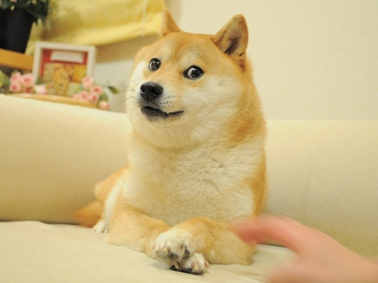 Name:  origdoge.jpg
Views: 2711
Size:  156.7 KB