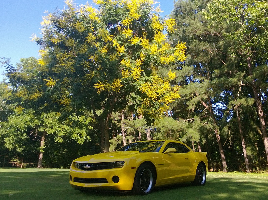 the tree was in bloom with yellow flowers so of course I had to make a photo shoot out of it!